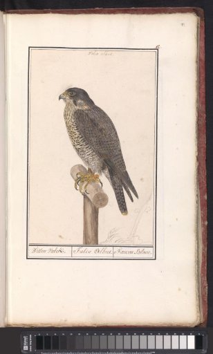 Peregrine Falcon
