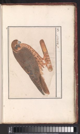 Hobby (Falco subbuteo)