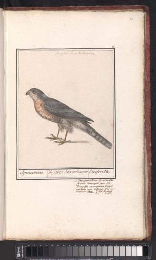 Sparrowhawk (Accipiter nisus)
