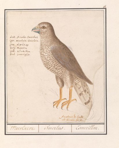 Smelleken (Falco columbarius)