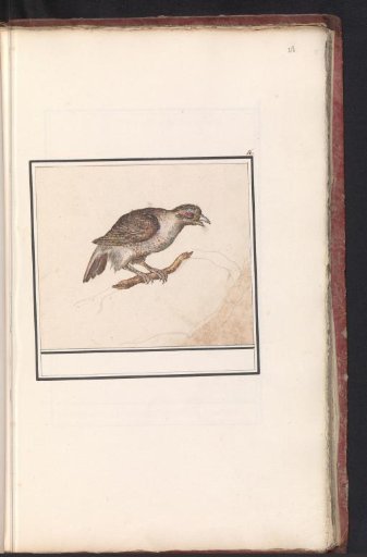 Partridge-Like Bird