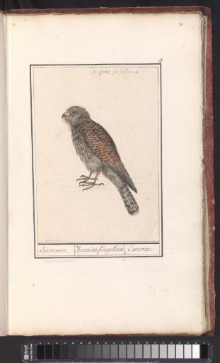 Merlin