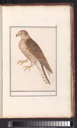 Northern Goshawk