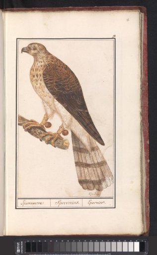 Northern Goshawk