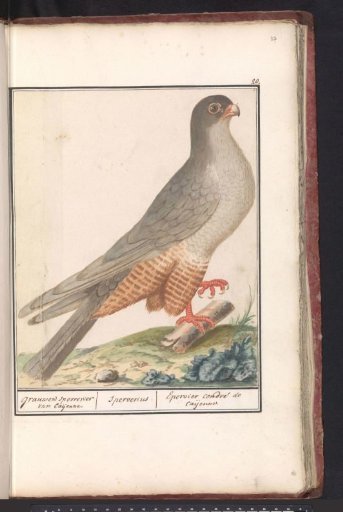Red-footed Falcon