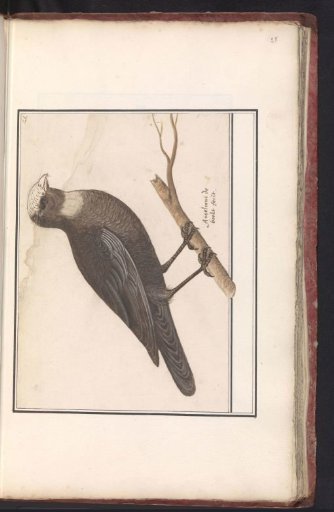 Western Marsh Harrier