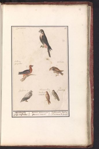 Sheet with six birds of prey