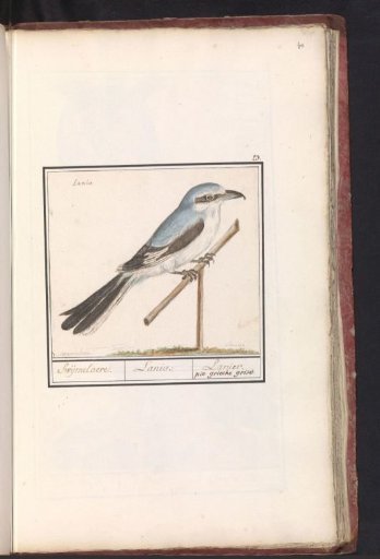 Northern Shrike (Lanius excubitor)