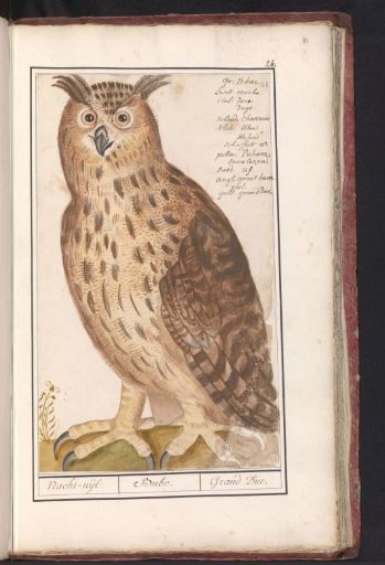 Eagle Owl (Bubo bubo)