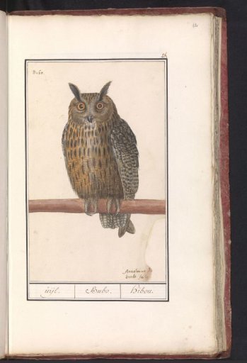 Long-eared Owl