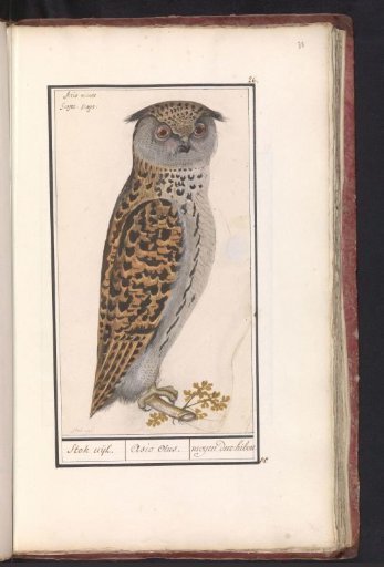 Little Owl (Otus scops)