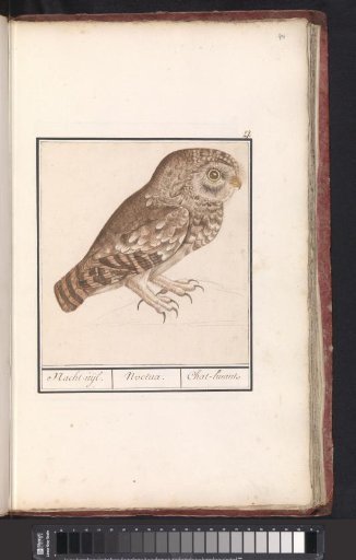Little Owl