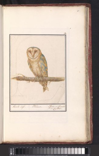 Barn owl (Tyto alba)