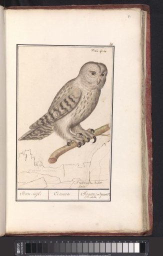 Ural owl