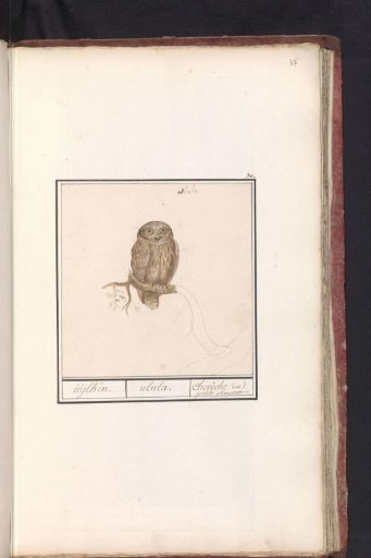 Eurasian Pygmy Owl