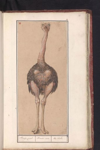 Ostrich (Struthio camelus)