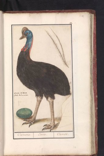 Helmeted Cassowary (Casuarius casuarius)