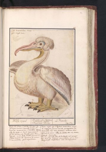 Pelican (Pelecanus crispus)