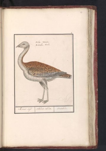 Great Bustard (Otis tarda)