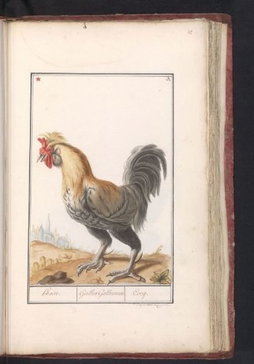 Hen (Gallus gallus domesticus)