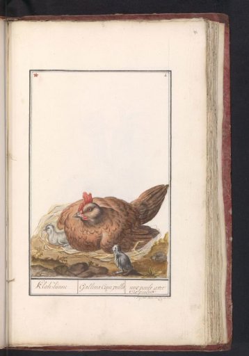 Hen (Gallus gallus domesticus) with chicks