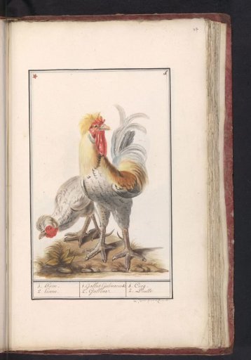 Two Hens (Gallus gallus domesticus)