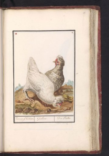 Two Hens (Gallus gallus domesticus)