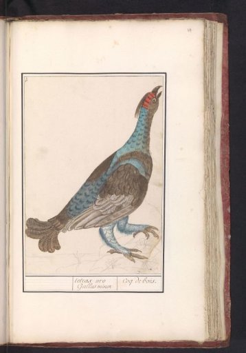 Black Grouse (Tetrao urogallus)