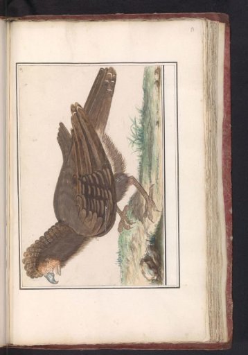 Gamebird (Galliformes)