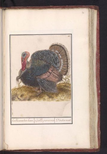 Turkey (Meleagris gallopavo)
