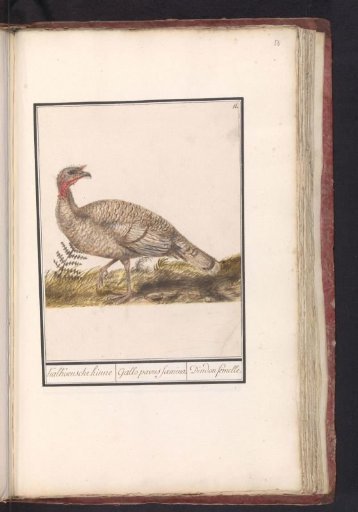 Turkey (Meleagris gallopavo)
