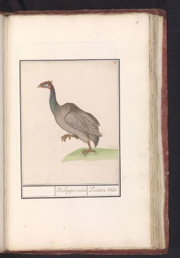 Helmeted Guineafowl
