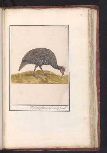Helmeted Guineafowl