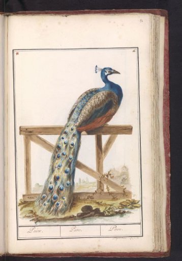 Indian Peafowl