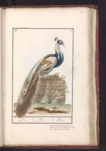 Indian Peafowl