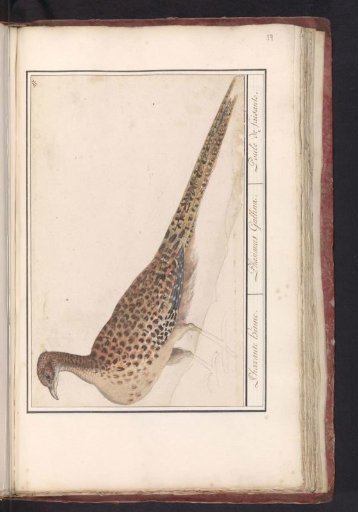 Common Pheasant (Phasianus colchicus)
