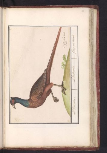 Pheasant (Phasianus colchicus)