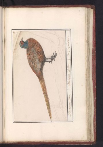 Pheasant (Phasianus colchicus)