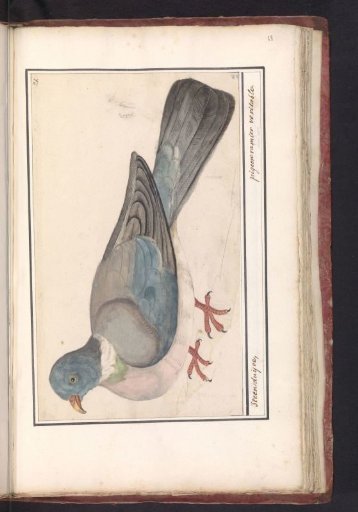 Rock Pigeon