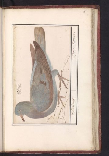 Wood Pigeon (Columba palumbus)