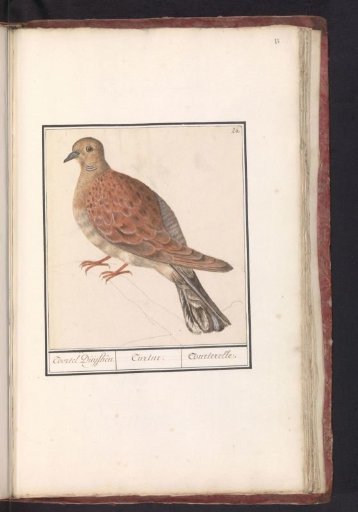 Turtle Dove (Streptopelia turtur)