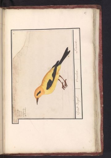 Golden Oriole (Oriolus oriolus)