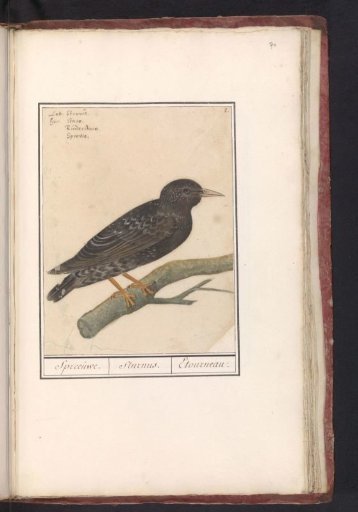Common Starling (Sturnus vulgaris)