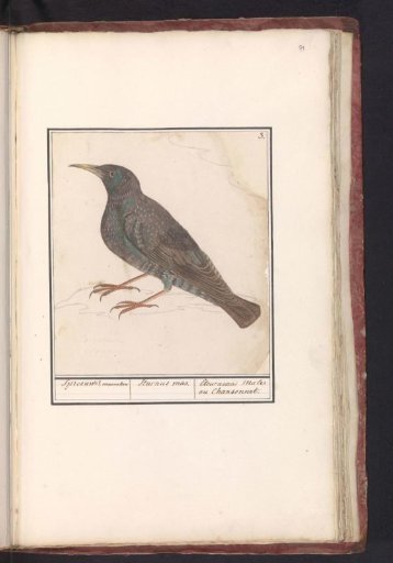Common Starling (Sturnus vulgaris)