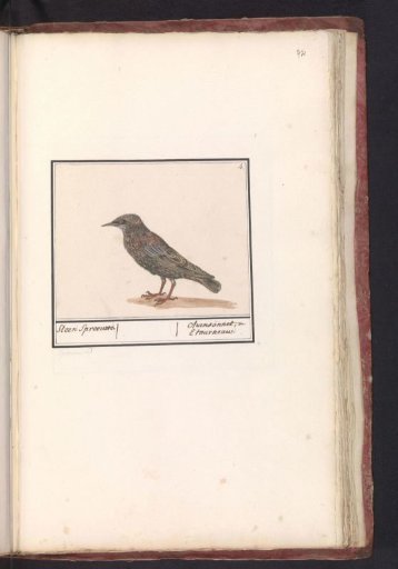 Common Starling (Sturnus vulgaris)