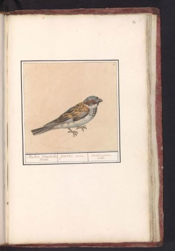 House Sparrow (Passer domesticus)