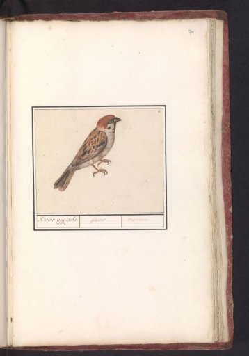 Tree Sparrow (Passer montanus)