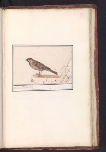 Tree Sparrow (Passer montanus)
