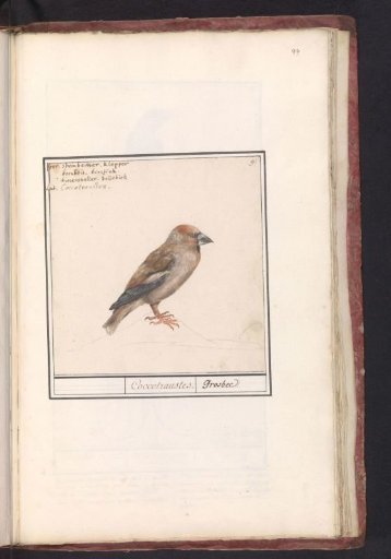 Hawfinch (Coccothraustes coccothraustes)