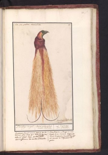 Bird of paradise (Paradisaea apoda)